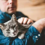 Miksi Kissa Seuraa Sinua Koko Huoneiston Läpi: 9 Syytä Tällaiselle Käyttäytymiselle