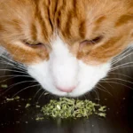 Kissalle minttua: Luonnollinen liffihakki Oulusta terveempään lemmikkiin