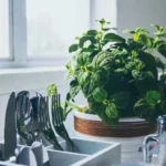 Minttu: helppohoitoinen kasvi, joka kaunistaa puutarhasi ja tukee suunterveyttäsi