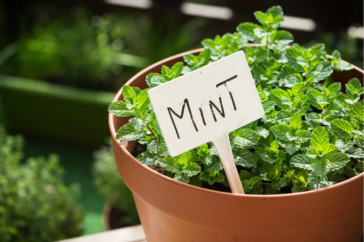 Minttu: helppohoitoinen kasvi, joka kaunistaa puutarhasi ja tukee suunterveyttäsi