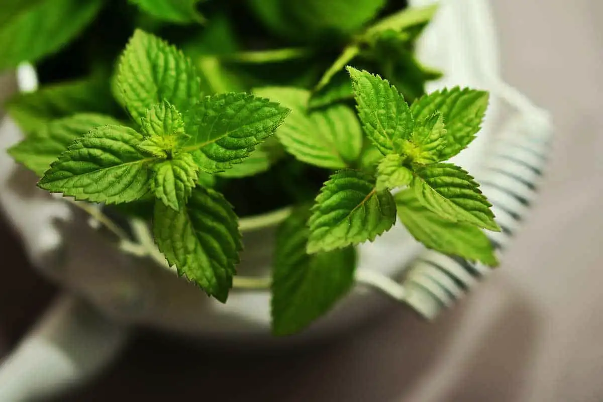 Minttu: helppohoitoinen kasvi, joka kaunistaa puutarhasi ja tukee suunterveyttäsi