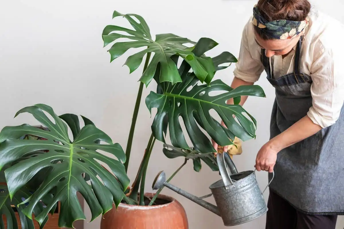 Miksi Monstera Kasvaa Kattoon Asti Vuodessa Suomessa