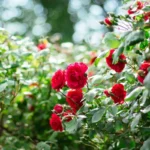 Munankuoret: suomalainen kalsiumlähde ruusuille Oulussa