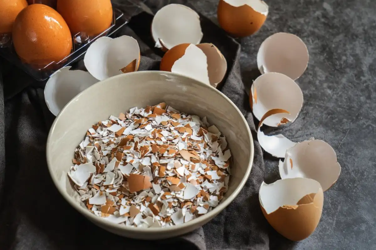 Munankuoret: suomalainen kalsiumlähde ruusuille Oulussa