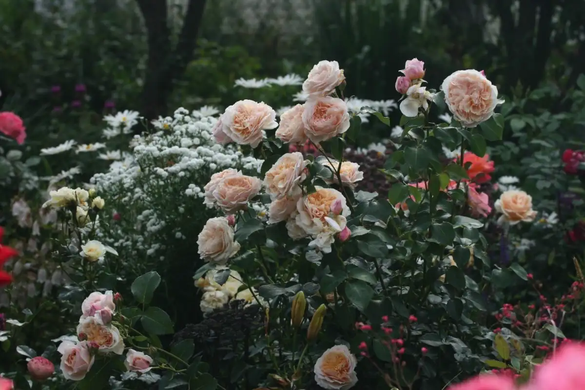 Munankuoret: suomalainen kalsiumlähde ruusuille Oulussa