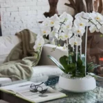 Orkidean pelastus: Kuinka tunnistaa ja hoitaa mustaa mätää