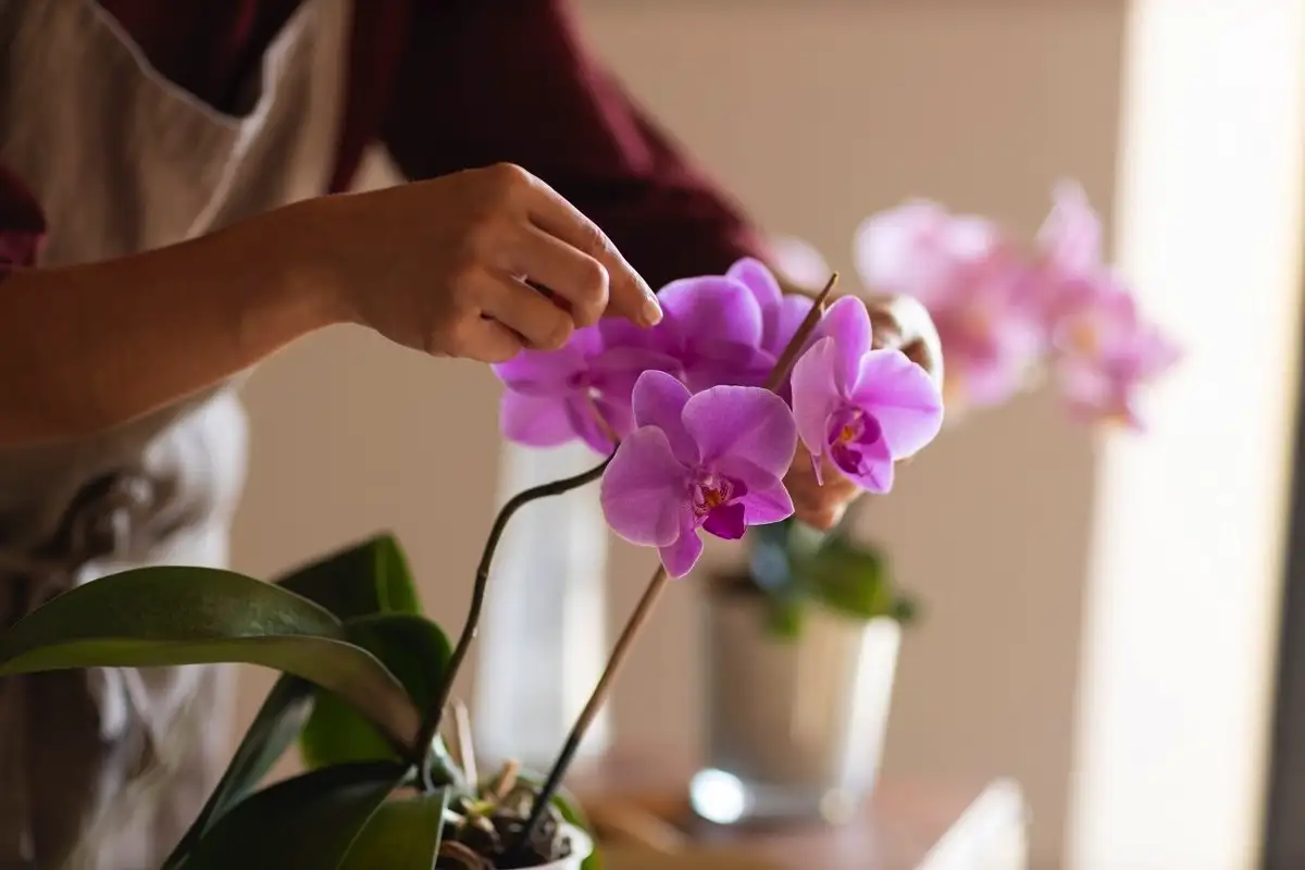 Orkidean pelastus: Kuinka tunnistaa ja hoitaa mustaa mätää