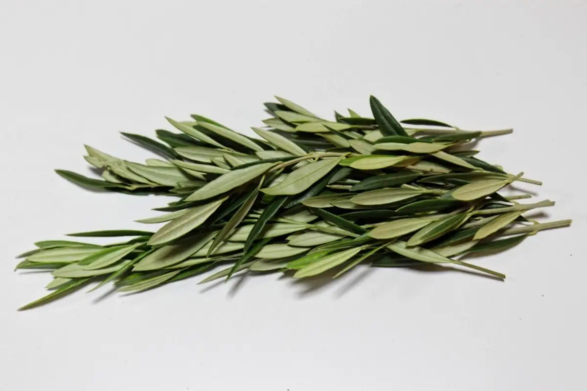 Oliivipuun lehtien infuusio: Terveellinen juoma, mutta mitä tiede sanoo?