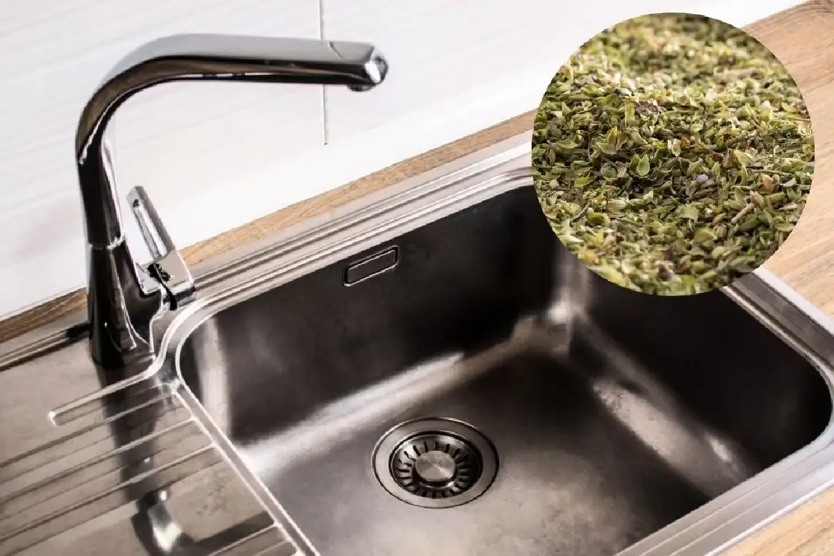 Oregano torjunta-aineena: Näin pidät keittiösi vapaana kutsumattomista vieraista