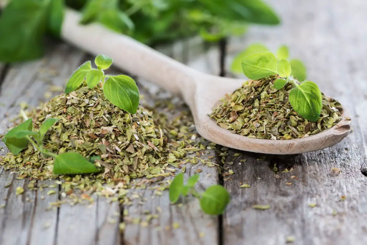 Oregano torjunta-aineena: Näin pidät keittiösi vapaana kutsumattomista vieraista