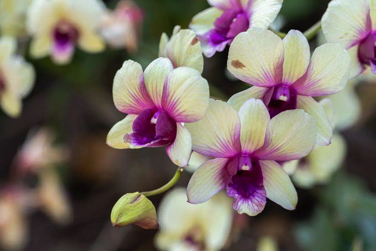 Yksinkertainen kikka pitää orkideasi kukkivana vuodesta toiseen