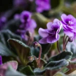 Orvokkien hoito: Näin saat kukkasi kukoistamaan syksyllä