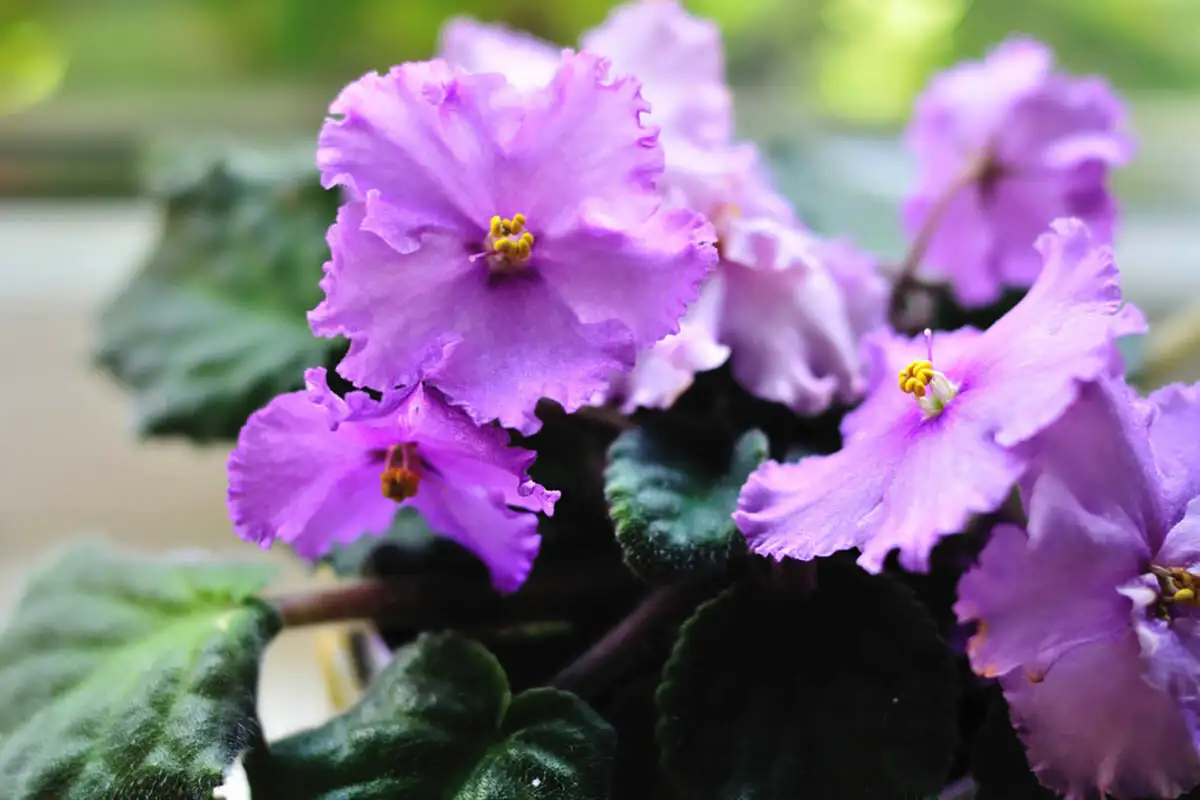 Orvokkien hoito: Näin saat kukkasi kukoistamaan syksyllä