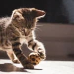 Palloleikit: Oululainen tapa pitää kissa virkeänä – Hauskaa ja stressiä vähentävää