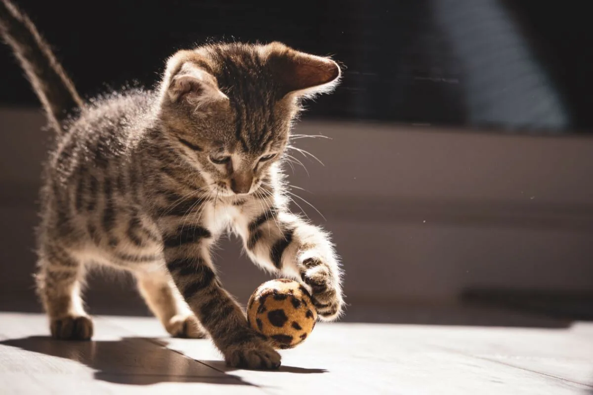 Palloleikit: Oululainen tapa pitää kissa virkeänä – Hauskaa ja stressiä vähentävää