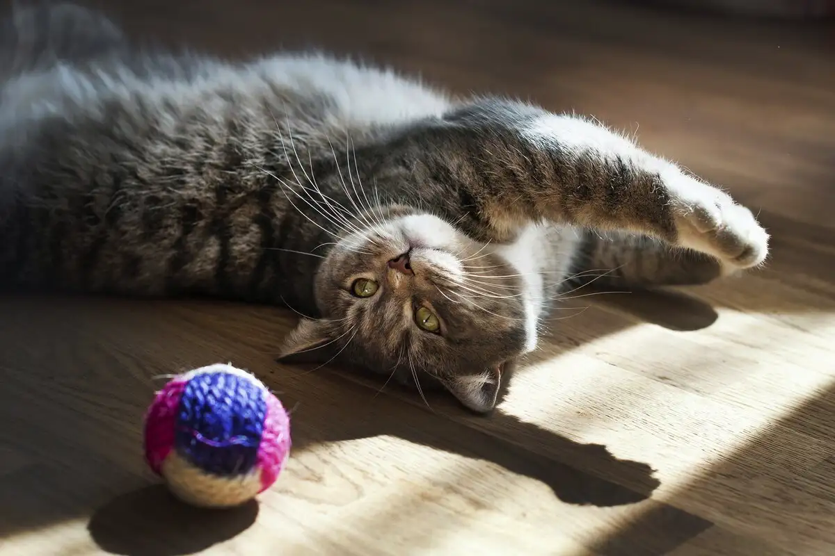 Palloleikit: Oululainen tapa pitää kissa virkeänä – Hauskaa ja stressiä vähentävää