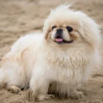 Pekiini: Mitä tietää ennen tämän hurmaavan koiran hankintaa