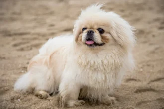 Pekiini: Mitä tietää ennen tämän hurmaavan koiran hankintaa