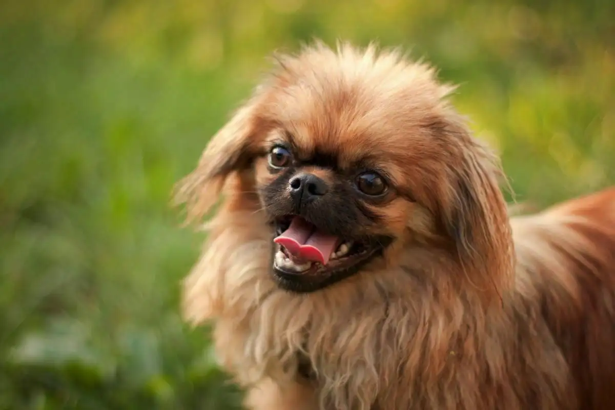 Pekiini: Mitä tietää ennen tämän hurmaavan koiran hankintaa