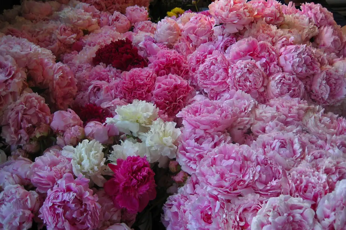 Valitse kukka ja löydä ainutlaatuisuutesi: Hauska persoonallisuustesti