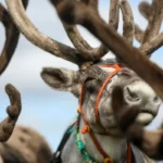 Porofestivaali Lapissa: Saamelaisen perinteen elävä juhla