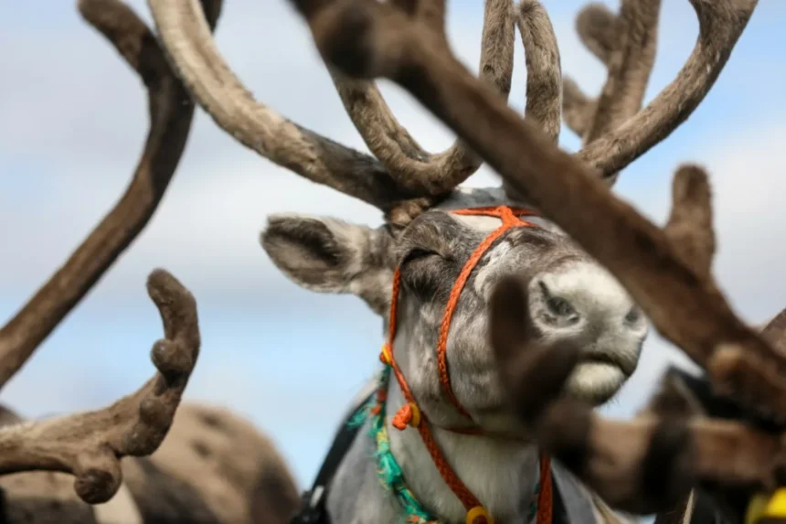 Porofestivaali Lapissa: Saamelaisen perinteen elävä juhla