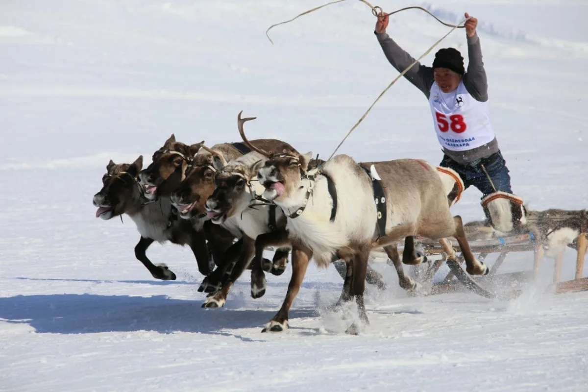 Porofestivaali Lapissa: Saamelaisen perinteen elävä juhla