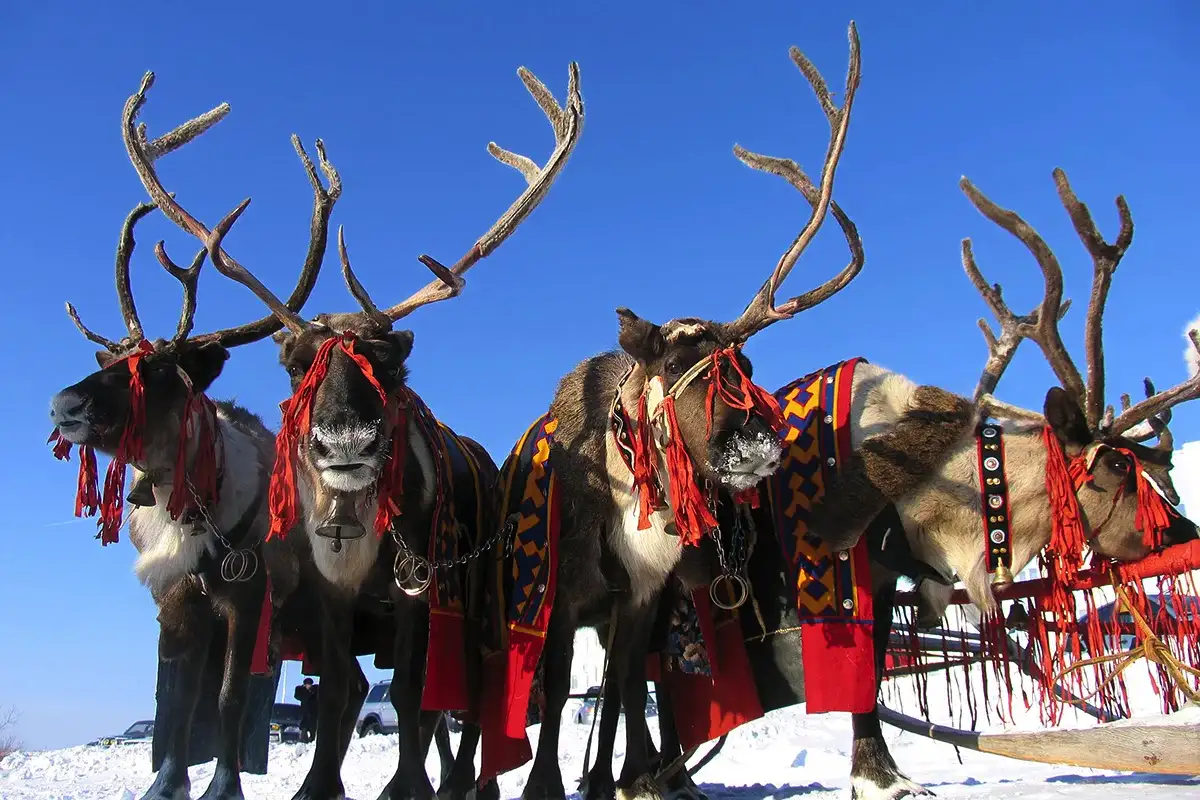 Porofestivaali Lapissa: Saamelaisen perinteen elävä juhla