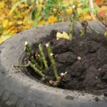 Ruusujen suojaaminen pakkaselta: Suomalainen menetelmä talveen