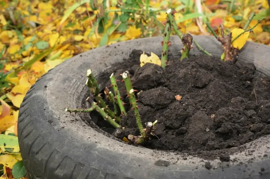 Ruusujen suojaaminen pakkaselta: Suomalainen menetelmä talveen