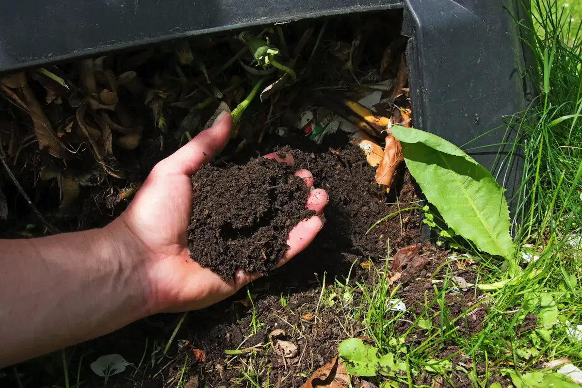Ruusujen suojaaminen pakkaselta: Suomalainen menetelmä talveen