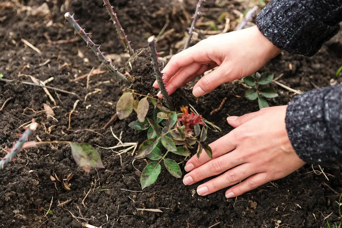 Ruusujen suojaaminen pakkaselta: Suomalainen menetelmä talveen