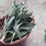 Salvia: Syksyn superyrtti unen, aivojen ja kivunlievitykseen