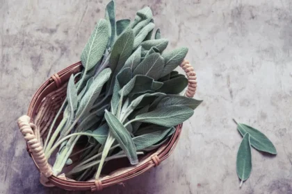 Salvia: Syksyn superyrtti unen, aivojen ja kivunlievitykseen