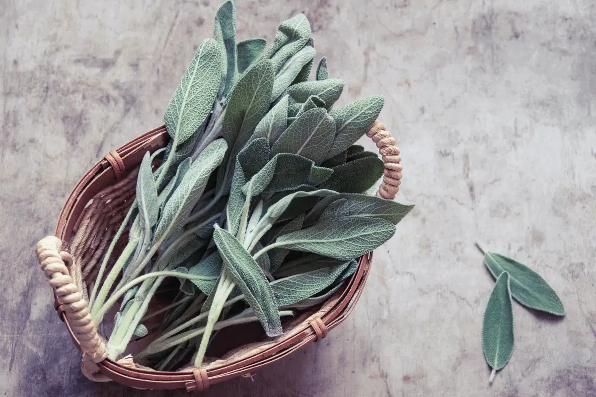 Salvia: Syksyn superyrtti unen, aivojen ja kivunlievitykseen