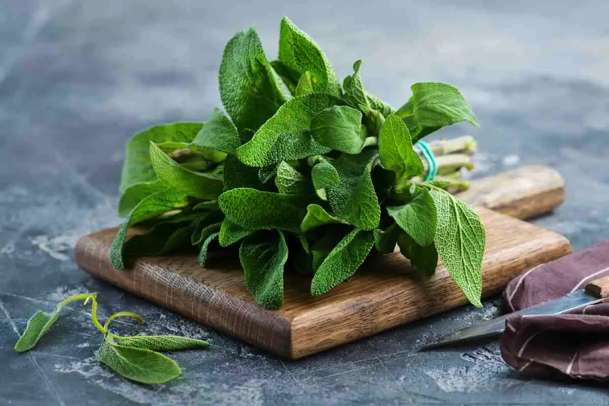 Salvia: Syksyn superyrtti unen, aivojen ja kivunlievitykseen