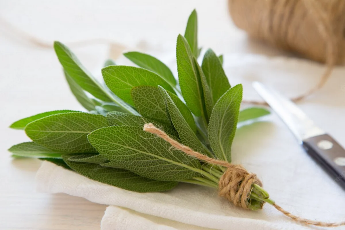 Salvia: Syksyn superyrtti unen, aivojen ja kivunlievitykseen