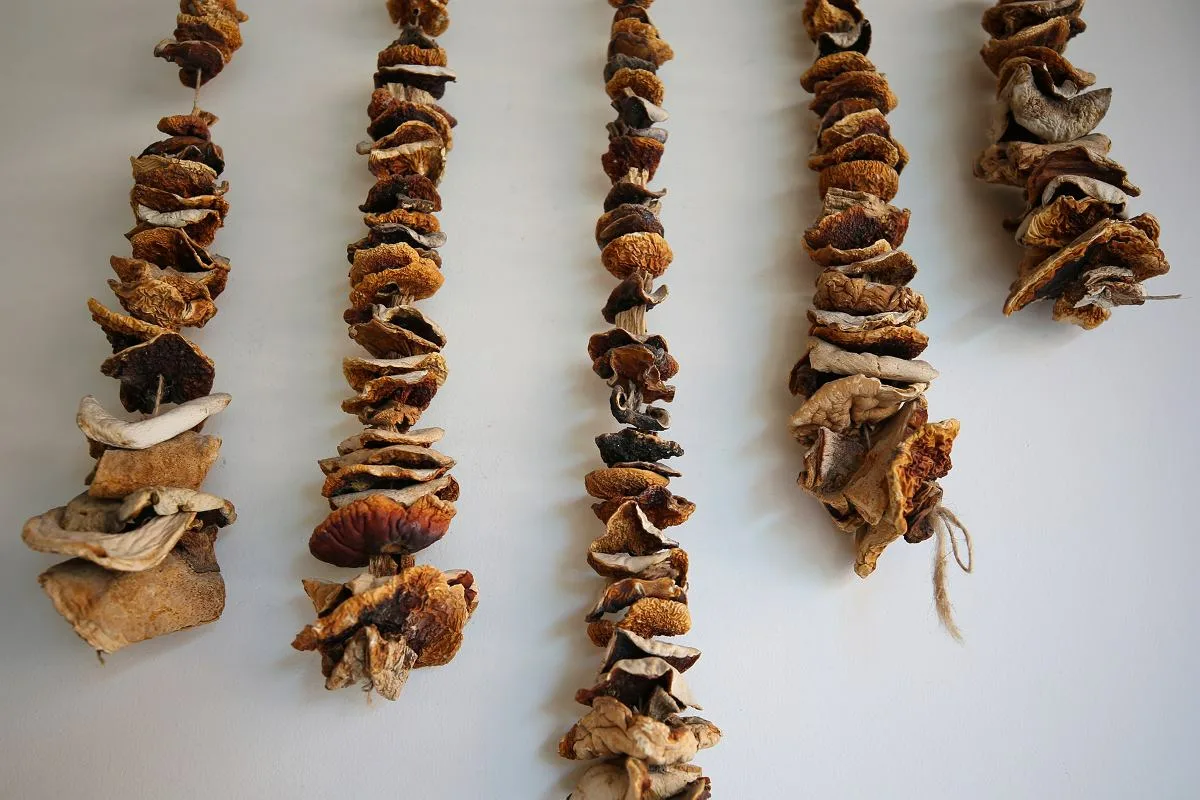 Sienten kuivatus langalla: Helppo suomalainen liffihakki talvisiin herkkuihin