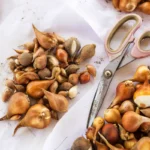 Seitsemän sipulikukkaa, jotka kannattaa istuttaa lokakuussa – ei pelkästään tulppaaneja!