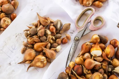 Seitsemän sipulikukkaa, jotka kannattaa istuttaa lokakuussa – ei pelkästään tulppaaneja!