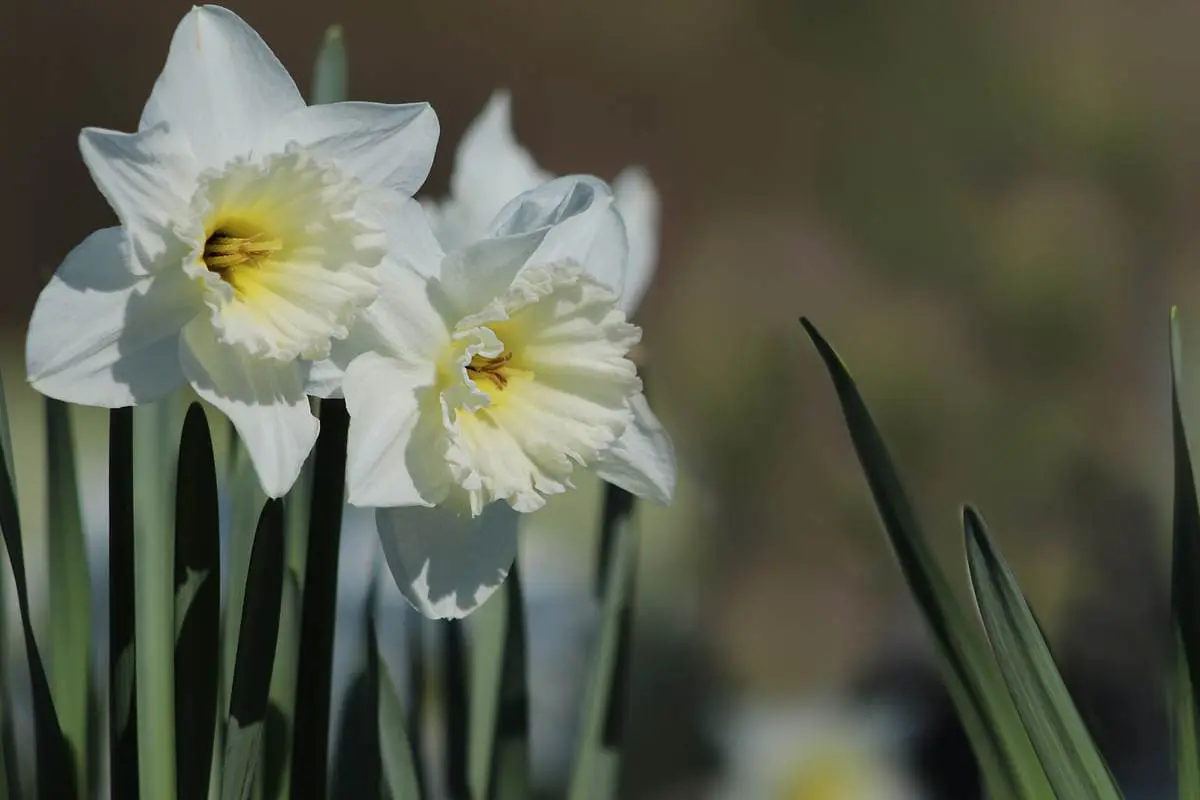 Seitsemän sipulikukkaa, jotka kannattaa istuttaa lokakuussa – ei pelkästään tulppaaneja!