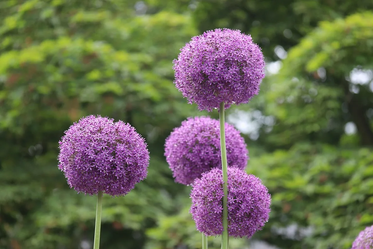 Seitsemän sipulikukkaa, jotka kannattaa istuttaa lokakuussa – ei pelkästään tulppaaneja!