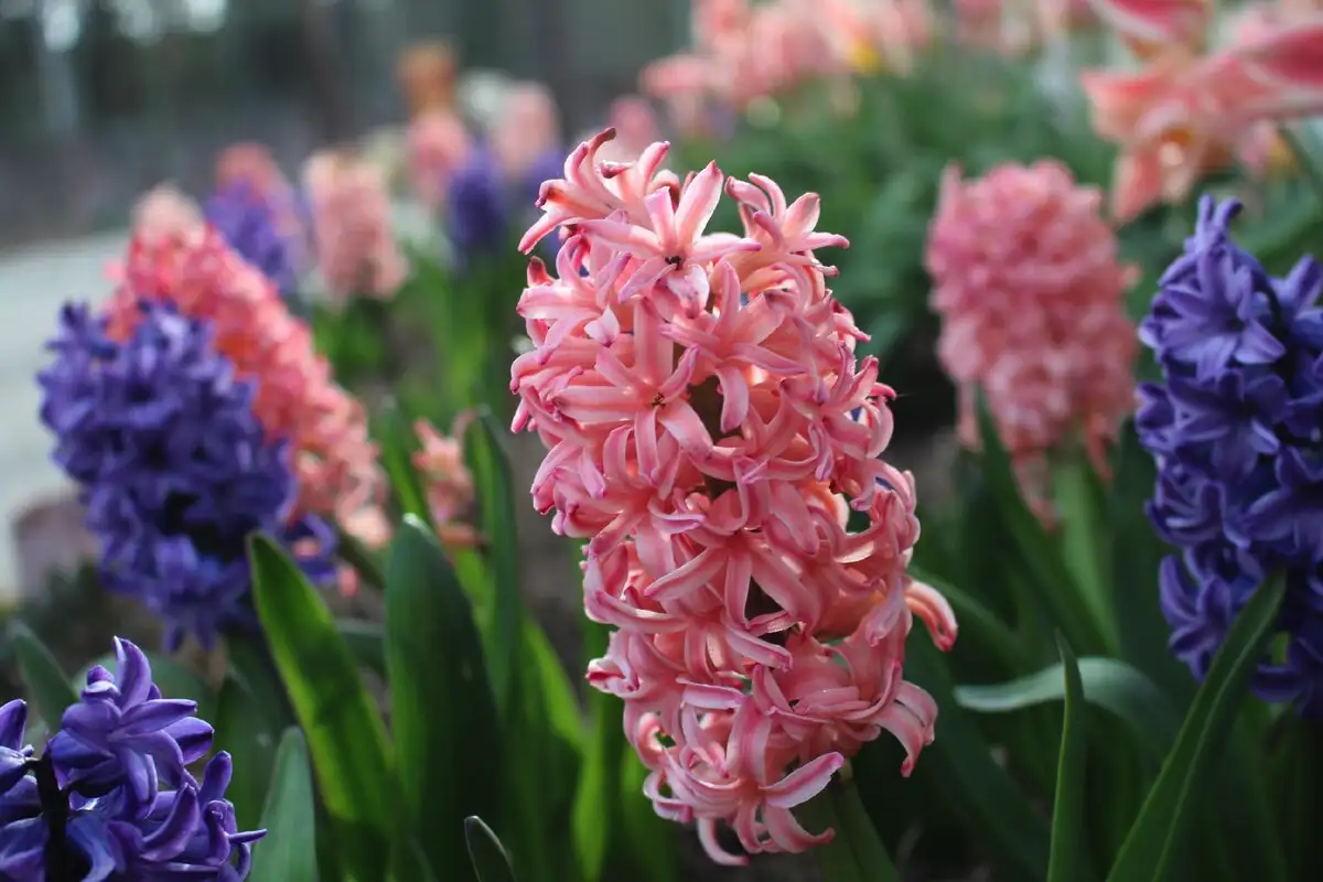 Seitsemän sipulikukkaa, jotka kannattaa istuttaa lokakuussa – ei pelkästään tulppaaneja!