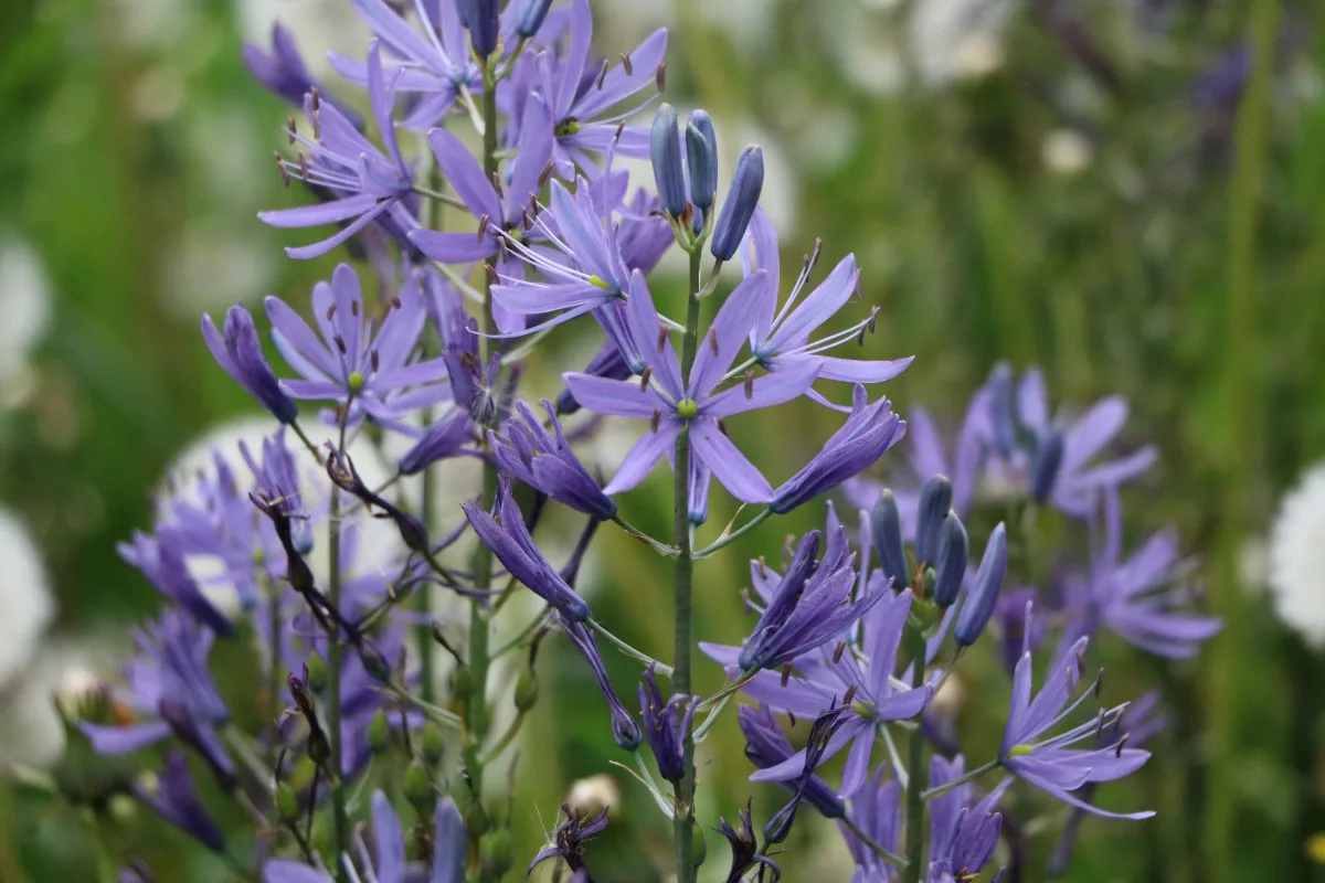 Seitsemän sipulikukkaa, jotka kannattaa istuttaa lokakuussa – ei pelkästään tulppaaneja!