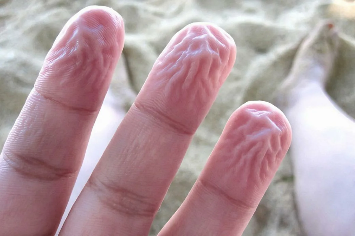 Miksi sormet rypistyvät vedessä? Suomalainen liffihakki paljastaa: kyse ei ole imeytymisestä