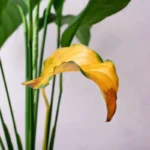 Kuinka hoitaa spathiphyllumia syksyllä, jotta lehdet eivät kellastu tai nuudu