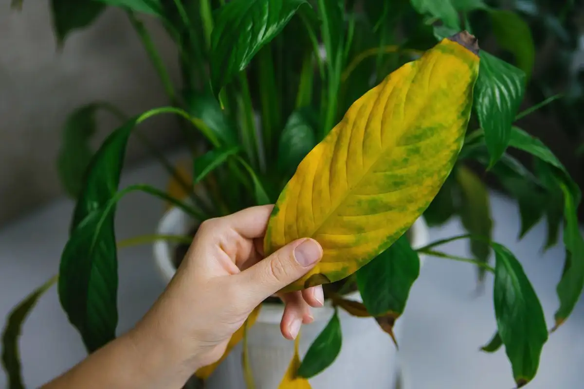 Kuinka hoitaa spathiphyllumia syksyllä, jotta lehdet eivät kellastu tai nuudu