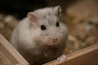 Suomalainen hamsterimassaasi Rovaniemellä: Rentoutusta ja luottamusta lemmikillesi