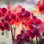 Suomalainen sammal orkideoille: Luonnollinen kosteuden salaisuus Helsingissä