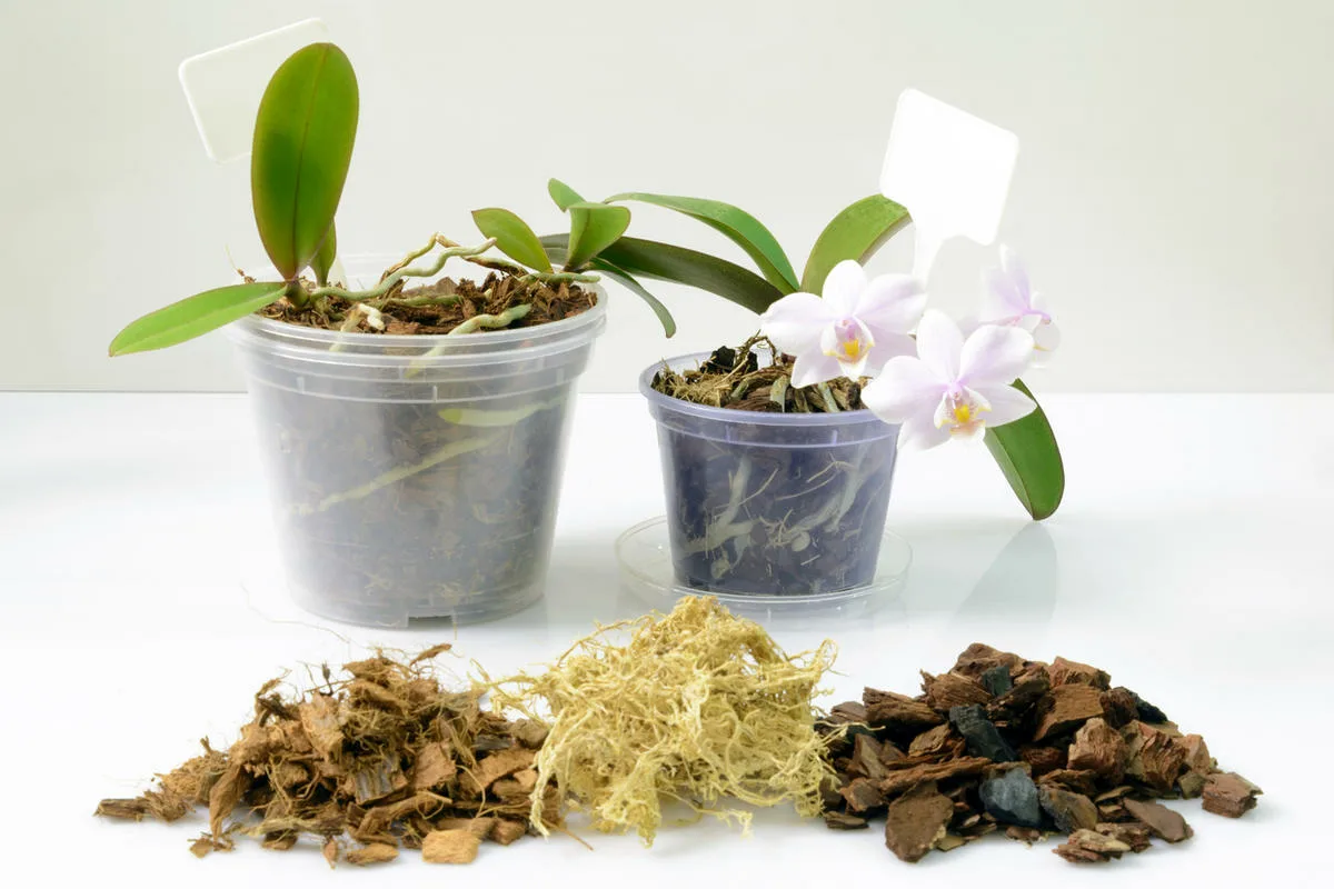 Suomalainen sammal orkideoille: Luonnollinen kosteuden salaisuus Helsingissä